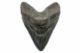 Fossil Megalodon Tooth - South Carolina #275813-1
